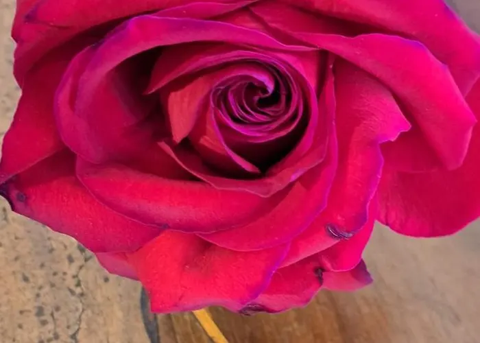 Terrazza Sul Mare Holidays With Experiences Casa de Férias